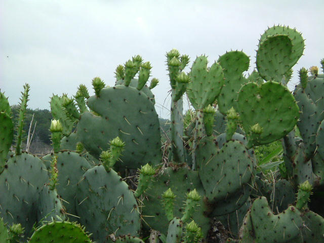 cactus plant